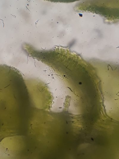 Thuidium laeviusculum, photographed by Leon Perrie