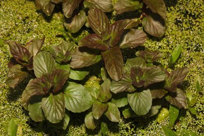 Mentha aquatica, photographed by Stephen James McWilliam