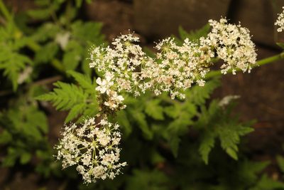 Myrrhis odorata, photographed by Stephen James McWilliam