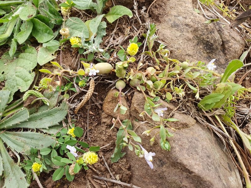 Linaria reflexa, photographed by Mehdi Chetibi