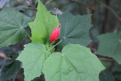Malvaviscus arboreus, photographed by Melisa Ojeda