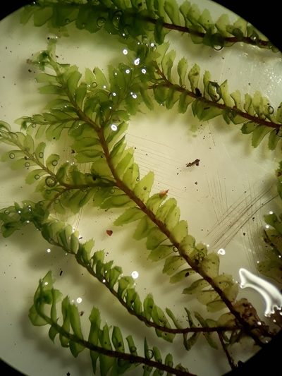 Plagiochila subfasciculata, photographed by Leon Perrie