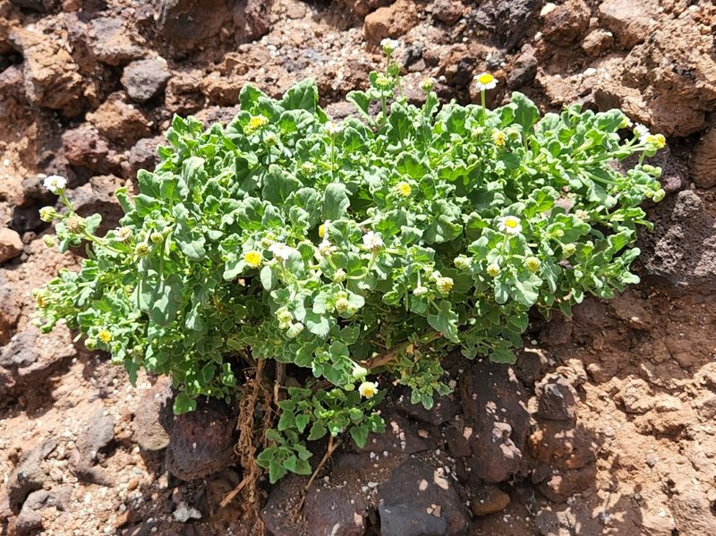 Perityle socorrosensis, photographed by Casey H. Richart