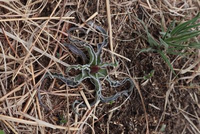 Nothocalais cuspidata, photographed by Jacob Friend