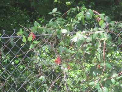 Lonicera sempervirens, photographed by Nonbinary-Naturalist
