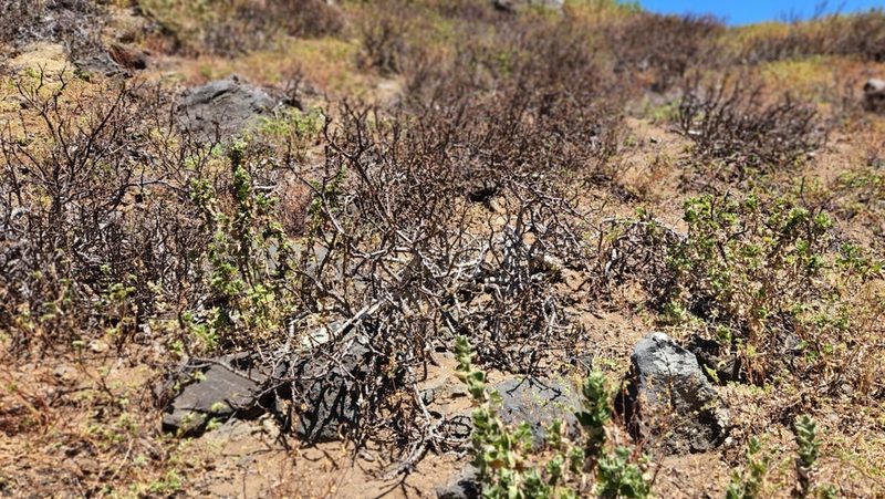 Euphorbia californica, photographed by Casey H. Richart