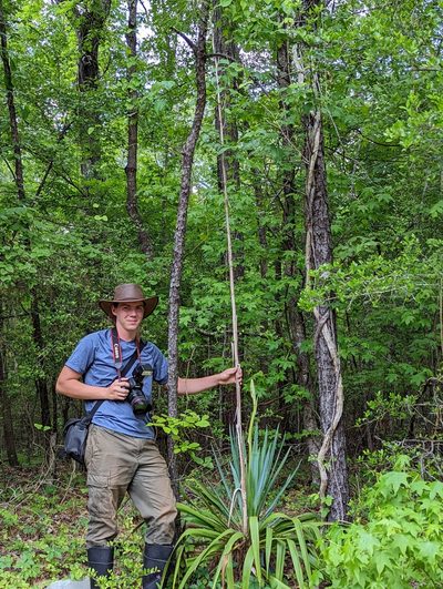 Yucca cernua, photographed by Michelle W. （鍾偉瑋）