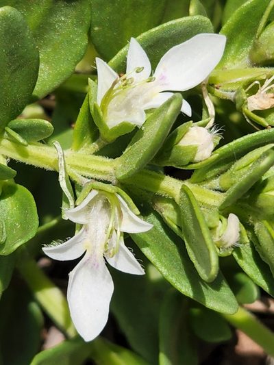 Teucrium townsendii, photographed by Casey H. Richart