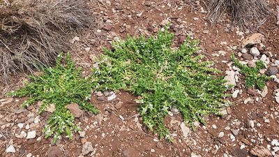 Teucrium townsendii, photographed by Casey H. Richart