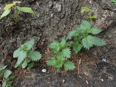 Urtica urens, photographed by Daniel Cahen