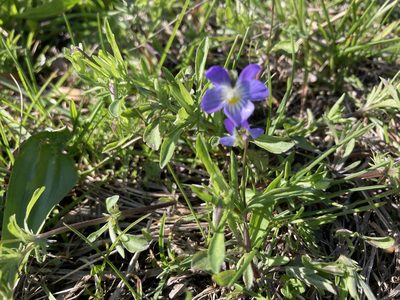 Viola rafinesquei, photographed by Dilrukshan Priyantha Wijesinghe