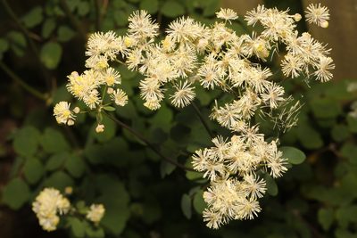 Thalictrum flavum, photographed by Stephen James McWilliam