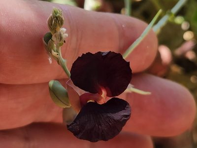 Macroptilium atropurpureum, photographed by Casey H. Richart