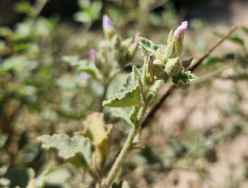 Sphaeralcea axillaris, photographed by Casey H. Richart