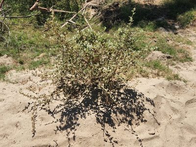 Sphaeralcea axillaris, photographed by Casey H. Richart
