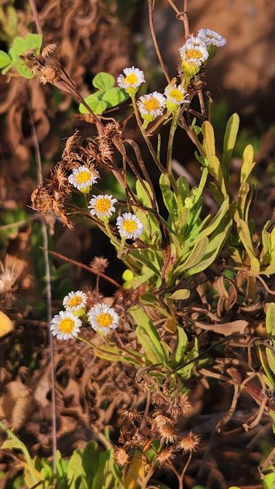 Erigeron socorrensis, photographed by Casey H. Richart
