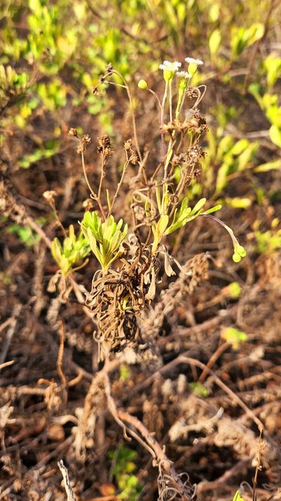 Erigeron socorrensis, photographed by Casey H. Richart