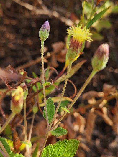 Brickellia peninsularis, photographed by Casey H. Richart