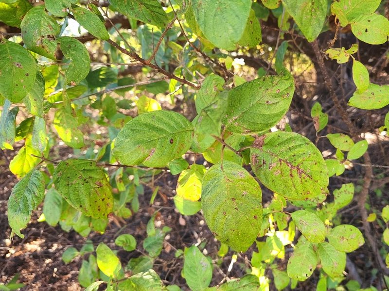 Guettarda insularis, photographed by Casey H. Richart