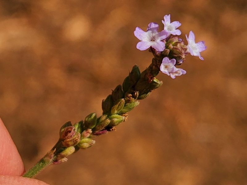 Verbena sphaerocarpa, photographed by Casey H. Richart