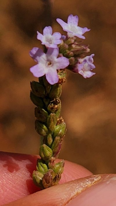 Verbena sphaerocarpa, photographed by Casey H. Richart