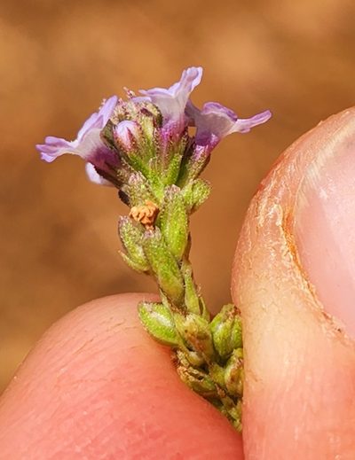 Verbena sphaerocarpa, photographed by Casey H. Richart