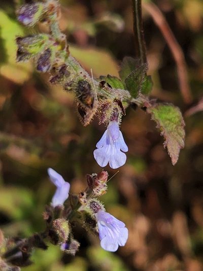 Salvia pseudomisella, photographed by Casey H. Richart