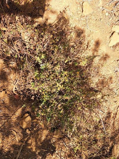Salvia pseudomisella, photographed by Casey H. Richart