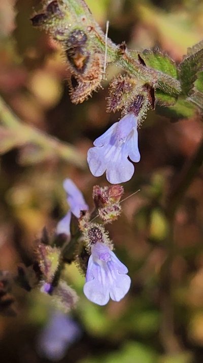 Salvia pseudomisella, photographed by Casey H. Richart