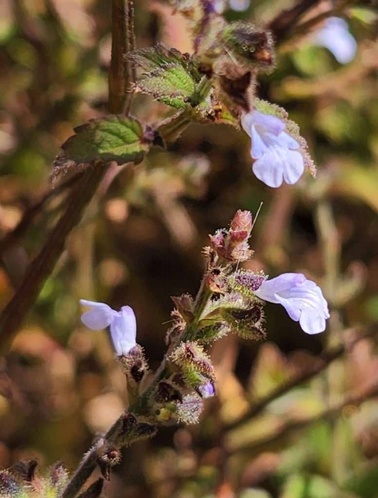 Salvia pseudomisella, photographed by Casey H. Richart
