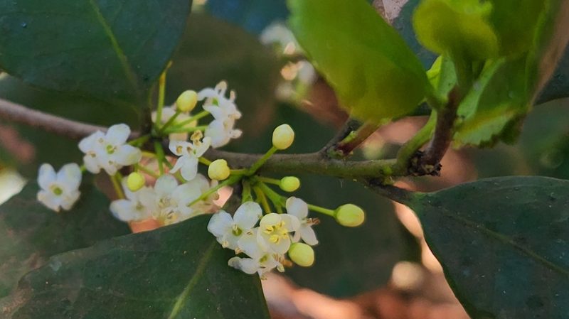 Ilex socorroensis, photographed by Casey H. Richart