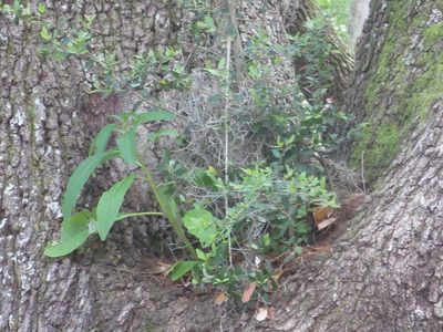 Ilex vomitoria, photographed by Nonbinary-Naturalist
