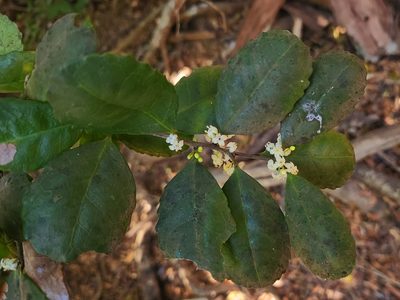 Ilex socorroensis, photographed by Casey H. Richart