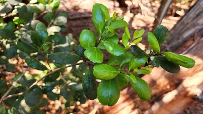 Ilex socorroensis, photographed by Casey H. Richart