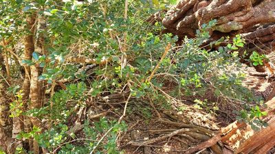 Ilex socorroensis, photographed by Casey H. Richart