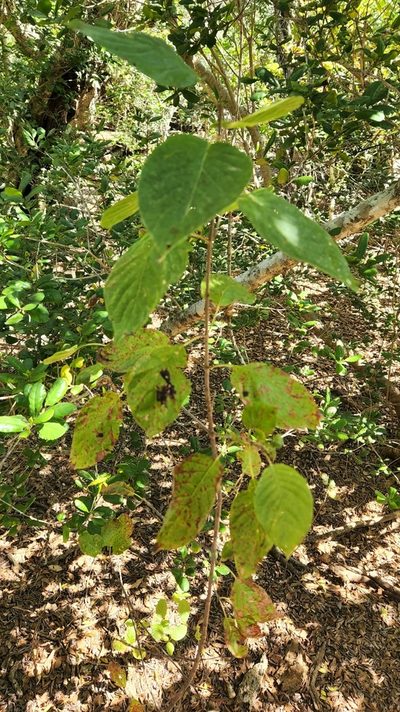 Guettarda insularis, photographed by Casey H. Richart