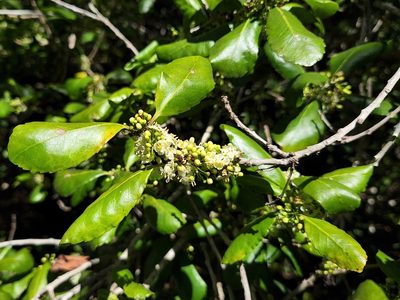 Ilex socorroensis, photographed by Casey H. Richart
