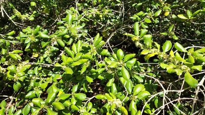 Ilex socorroensis, photographed by Casey H. Richart