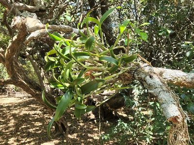 Guarianthe aurantiaca, photographed by Casey H. Richart
