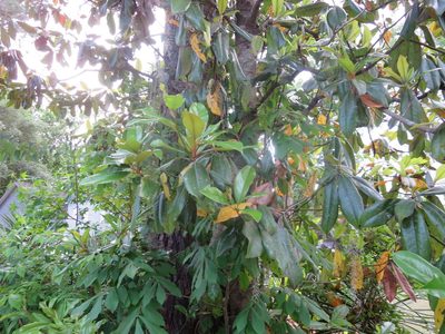 Magnolia grandiflora, photographed by Nonbinary-Naturalist