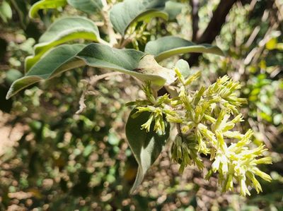 Cestrum pacificum, photographed by Casey H. Richart