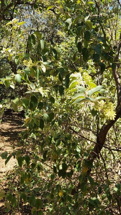 Cestrum pacificum, photographed by Casey H. Richart