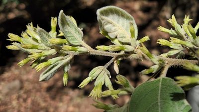 Cestrum pacificum, photographed by Casey H. Richart