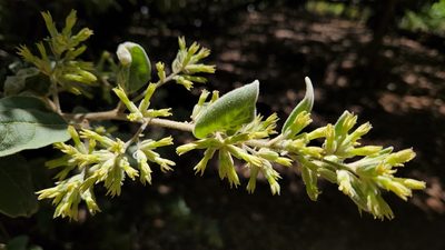 Cestrum pacificum, photographed by Casey H. Richart