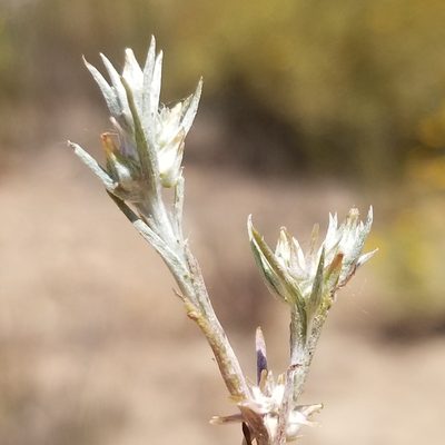 Logfia gallica, photographed by James C. Davis