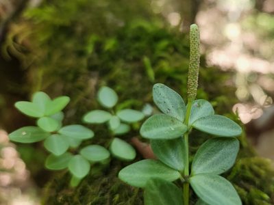 Peperomia tetraphylla, photographed by Casey H. Richart