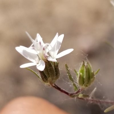 Osmadenia tenella, photographed by James C. Davis