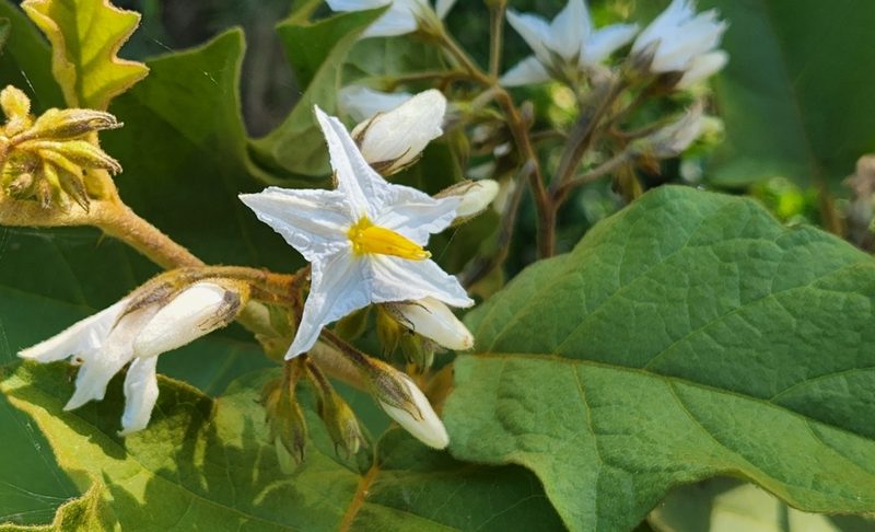 Solanum ferrugineum, photographed by Casey H. Richart