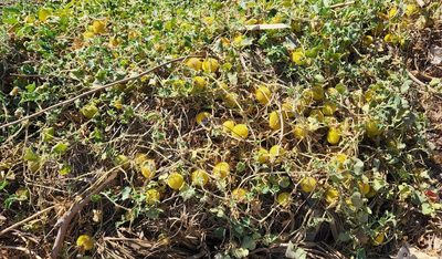 Cucumis dipsaceus, photographed by Casey H. Richart