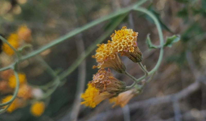 Bebbia atriplicifolia, photographed by Casey H. Richart
